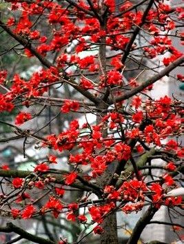 【荣耀中国】高阳台·感恩节（刘镇体）作者/李明冰（内蒙古）（图2）
