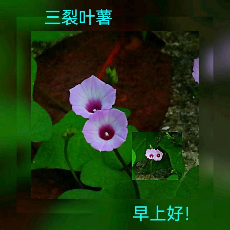 联机全球发布马洪武作品欣赏（图372）