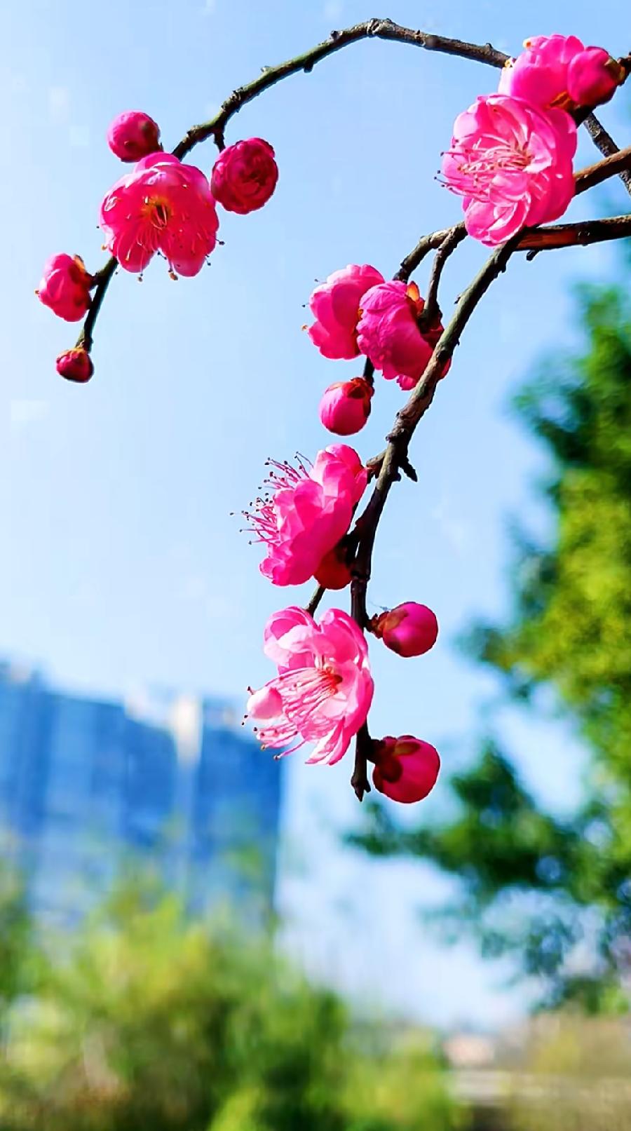 小雪感吟～诗||李耀文（图12）