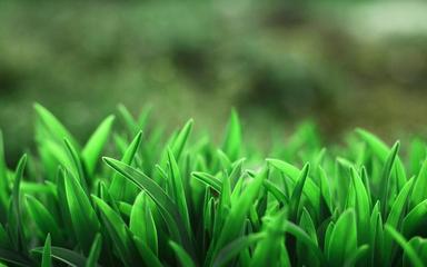 《本草》作者:吴丽跃【主播:孙春华】【中国现代诗歌文化传媒】徜徉诗的海洋聆听天籁之音♬（图5）