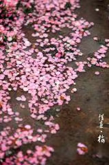 七律·步韵唐寅落花诗27(文/冯清明)……莲叶之珠文学社(图3)