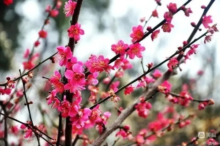 中华诗艺社黑龙江分社微刊第261期(图7)