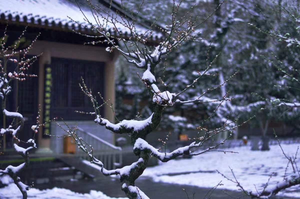 《小雪时节写新诗》文：卞荔莎/神马/江花【长城总社】世界诗人名人展（10749）（图3）