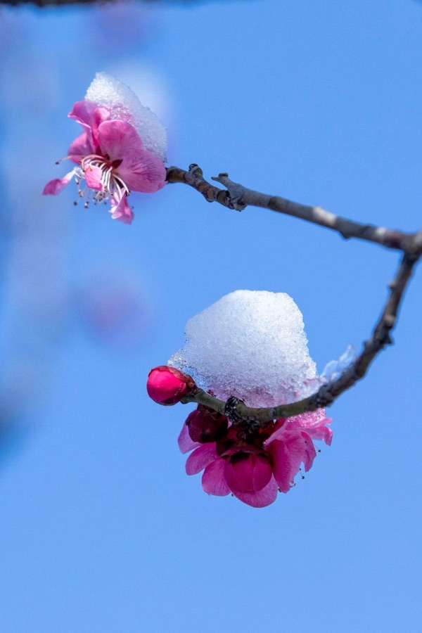 《小雪时节写新诗》文：卞荔莎/神马/江花【长城总社】世界诗人名人展（10749）（图6）
