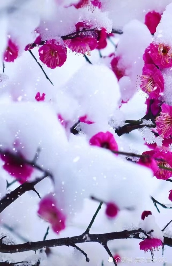 《小雪时节写新诗》文：卞荔莎/神马/江花【长城总社】世界诗人名人展（10749）（图9）