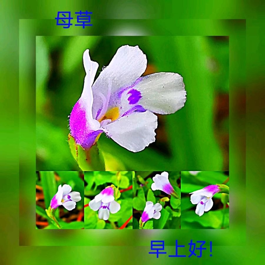 联机全球发布马洪武作品欣赏（图371）
