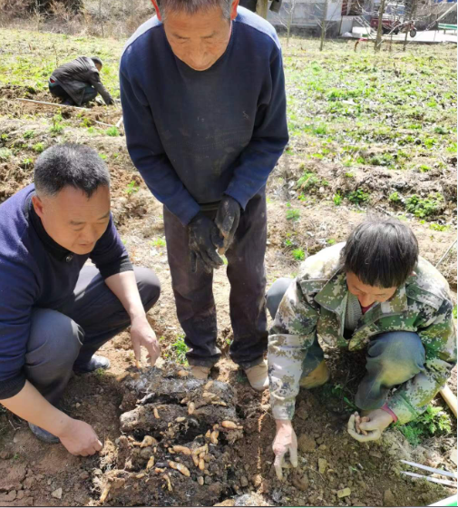山阳县高坝店镇：天麻成为抢手“货”