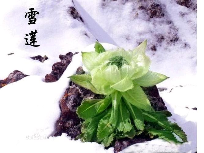六月荷教授原创作品 ‖【雪莲】 合诵/钟瑞 风清扬（图6）