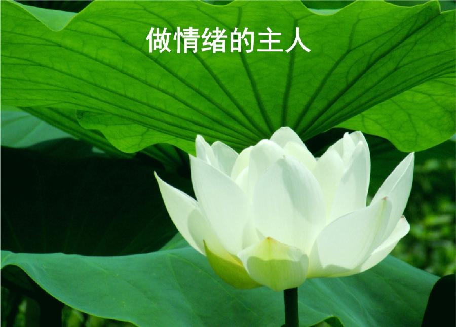 金子朗诵《金句》专集之七；收集：金华(李敬党)；编辑：开心快乐【运河之春】(第109期)（图9）