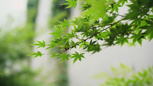 *诗歌小辑*作者：芦国柱（江苏镇江）【冰心文化传媒】（图22）