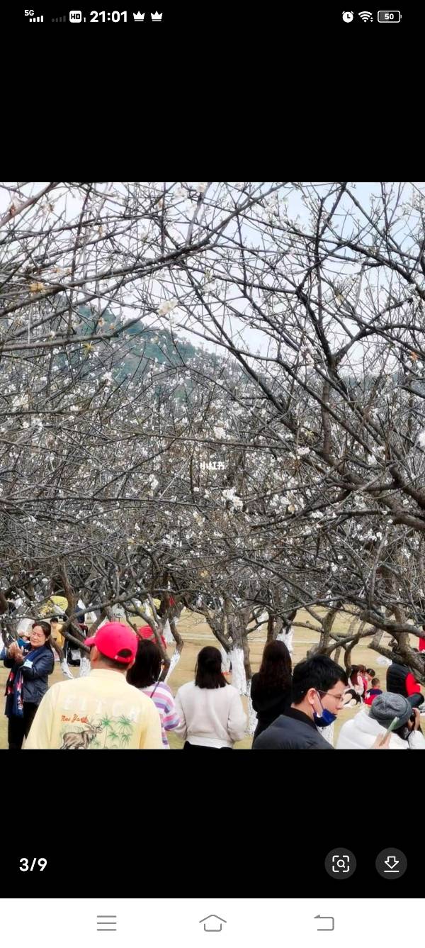 作者：曾培方《萝岗香雪——羊城八景》7222期【新京都文艺】（图2）