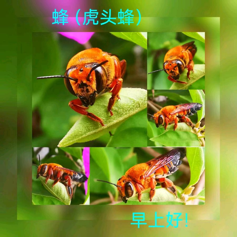 联机全球发布马洪武作品欣赏（图367）