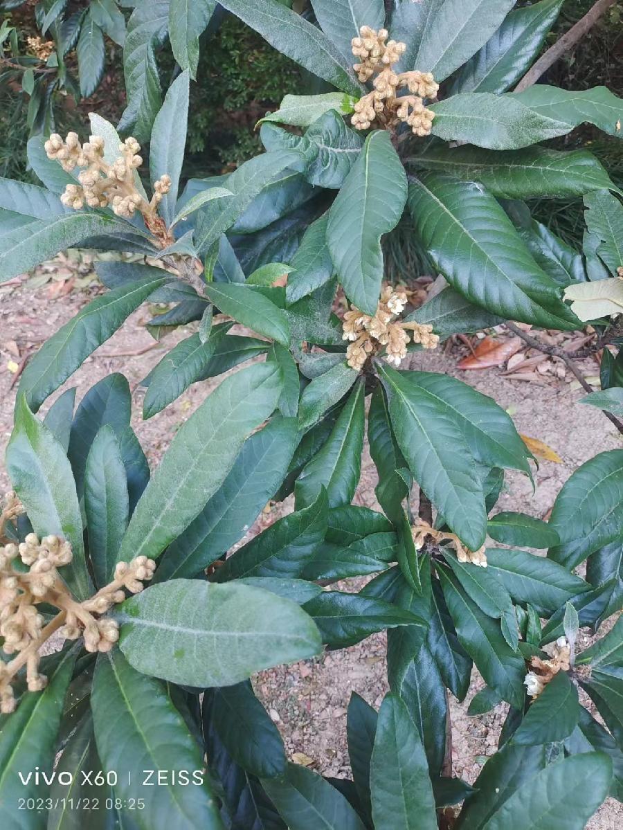 吟枇杷树（文/欧阳晖余）……莲叶之珠文学社