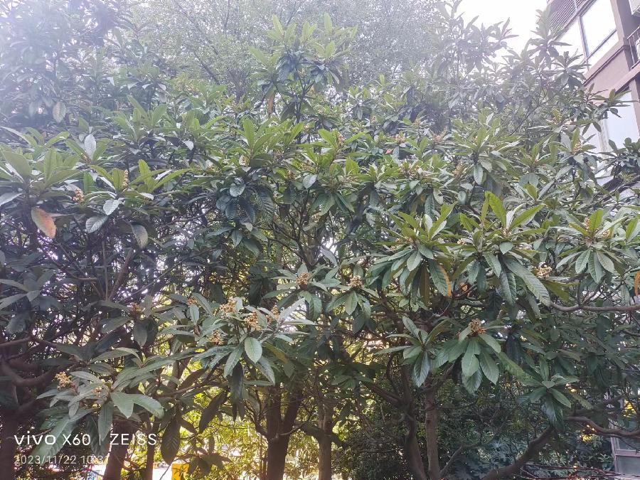 吟枇杷树（文/欧阳晖余）……莲叶之珠文学社（图5）