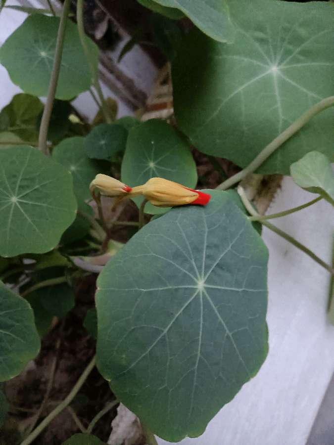 我家住在黄河边（图4）