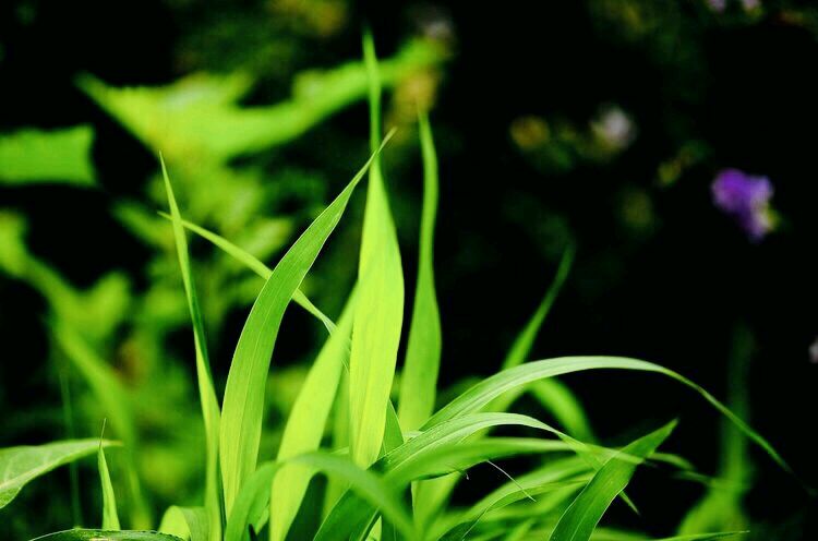 请欣赏金牌主播福音倾情诵读朱守平老师的《调笑令 风物六咏》编辑//海纳百川【第6905期】（图7）