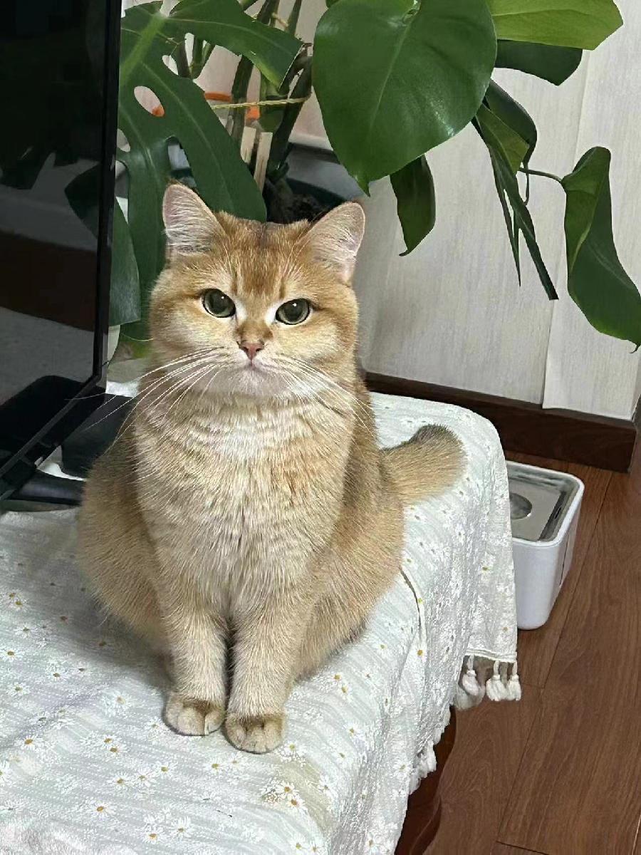 画堂春·儿子养的小猫（文/张华兴）……莲叶之珠文学社