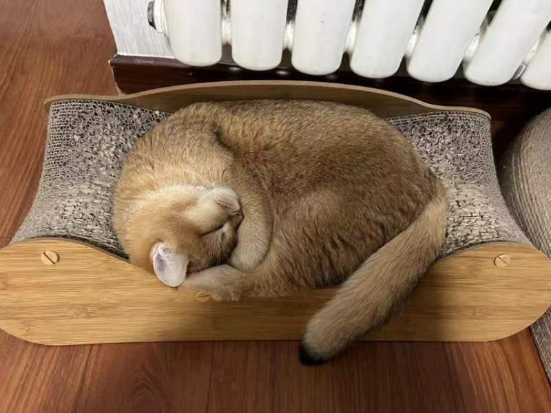 画堂春·儿子养的小猫（文/张华兴）……莲叶之珠文学社（图4）