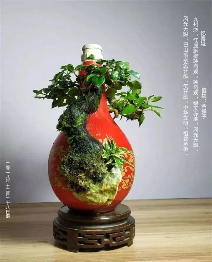 ［摄影诗文栏］七绝·金弹子瓶景（文/方立新）……莲叶之珠文学社（图3）