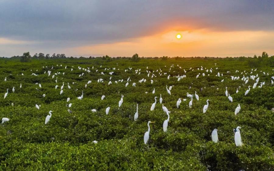 心醉钦州湾(图6)