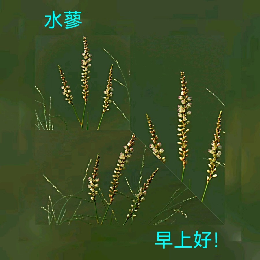 联机全球发布马洪武作品欣赏（图363）