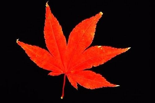绿叶—— 作者: 曹秋霞——【今日诗坛】征稿——都市头条(图3)