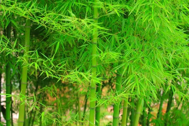 【诗词鉴赏】七律·《吟竹》（通韵）文/利剑（图4）