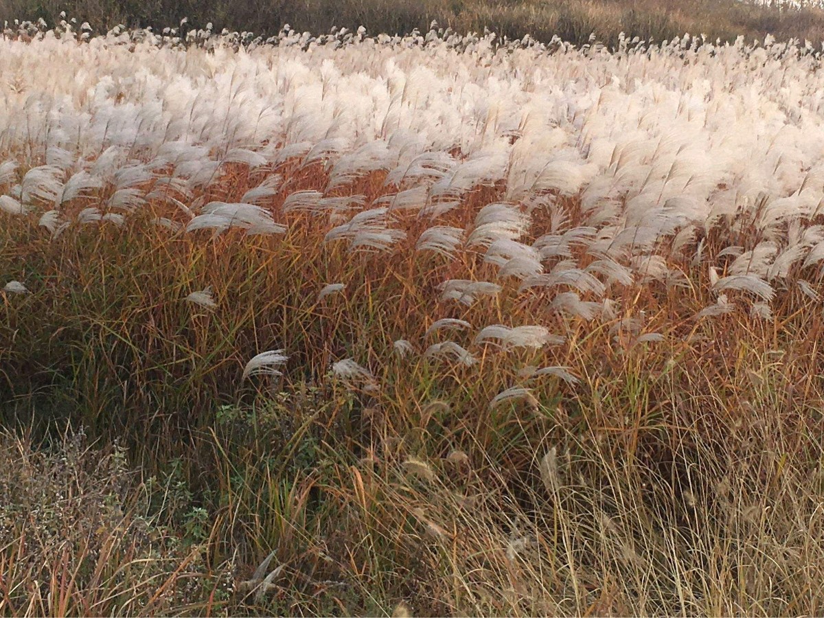 《芦花白了》欧震（图2）
