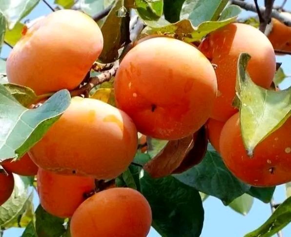 【星月诗社】||梁雨情:蜕变(小说)—北京头条(图5)