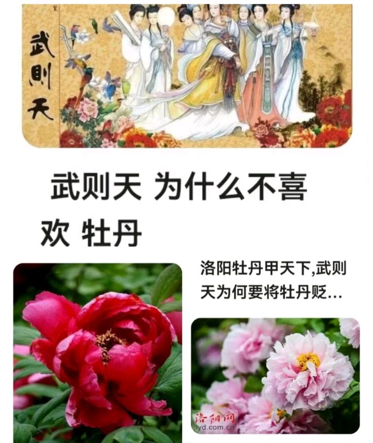 韩庚的《洛阳牡丹》