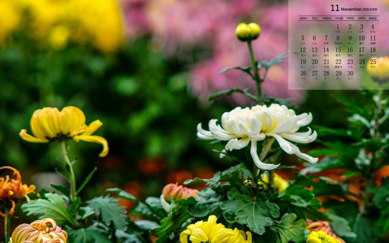 《九江文学社：有声文学》优秀诗人张铁军先生诗歌欣赏《赞美菊花》精英主播/云丽【总第1928期】（图3）