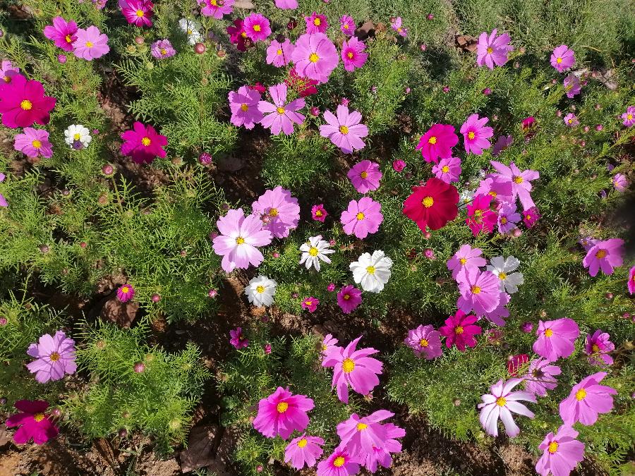 七绝 花（同韵四首）文／江冲