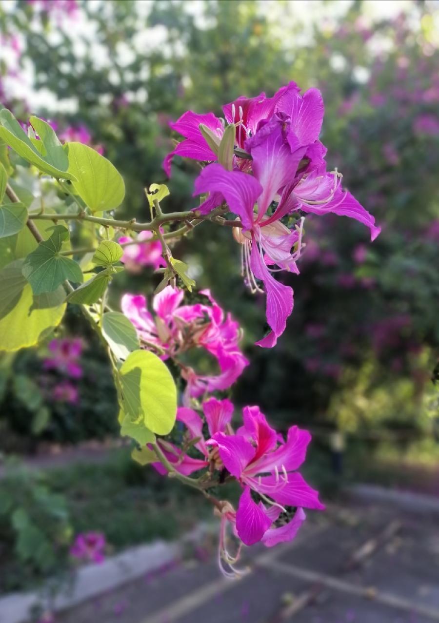 七绝 花（同韵四首）文／江冲（图4）