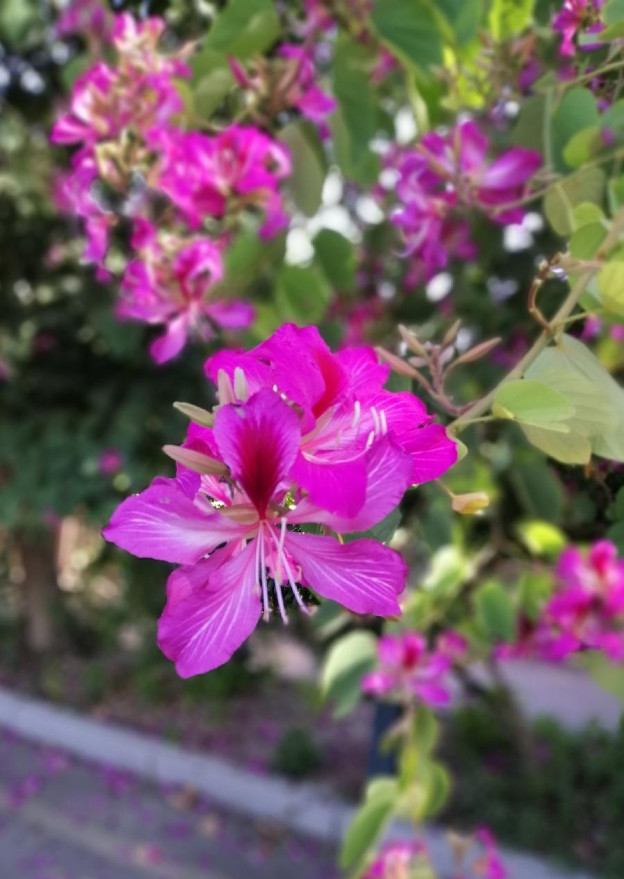 七绝 花（同韵四首）文／江冲（图3）