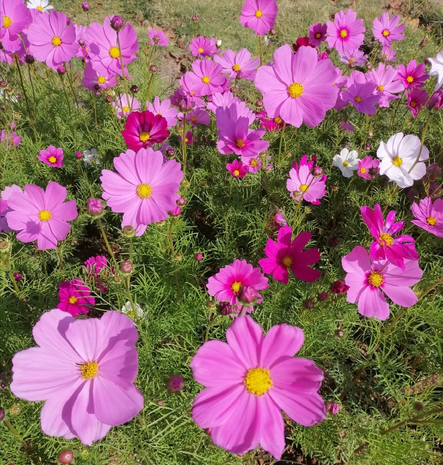 七绝 花（同韵四首）文／江冲（图5）
