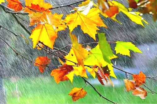 【新山东文学社】《叶之殇》作者/香香 主播/菊心拾雨（图3）