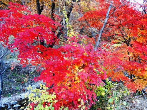 【新山东文学社】《红似火的枫叶醉了河山》作者/张秀祥 主播/雨花石（图4）