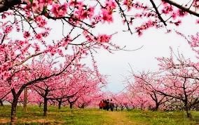 【英国文学】精品朗诵《故乡》作者|许春先、朗诵|薇薇、荐稿|贝蒂(图3)