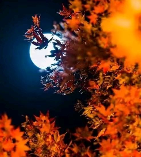 【荣耀中国】寒夜望月思作者/李建明（图2）