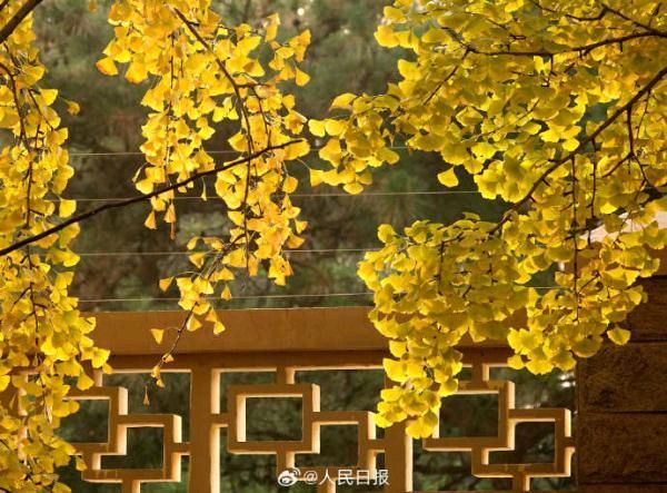 弘华朗诵【北风吹金叶】作者/王胜利（图9）