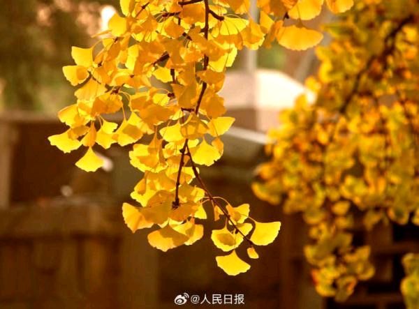 弘华朗诵【北风吹金叶】作者/王胜利（图7）
