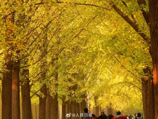弘华朗诵【北风吹金叶】作者/王胜利（图8）