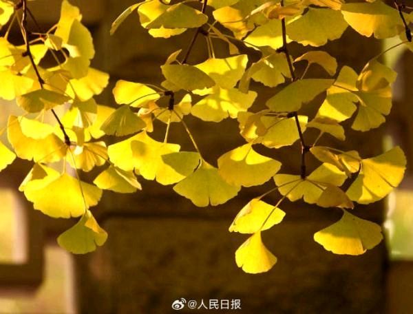 弘华朗诵【北风吹金叶】作者/王胜利（图6）