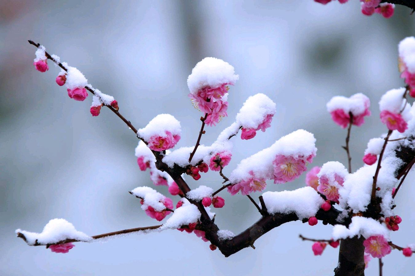 弘华朗诵【在雪的世界里放牧自己】作者/一苇斋牧夫（图5）