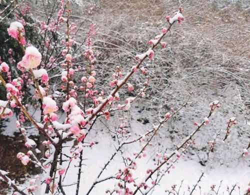 弘华朗诵【在雪的世界里放牧自己】作者/一苇斋牧夫（图6）