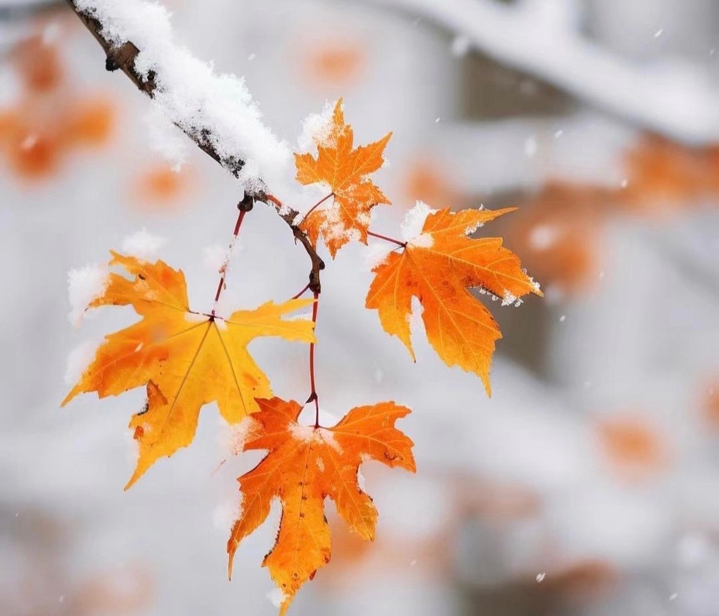 【新诗大观】写给小雪的诗(诗五首)||文/李志亮||画/李泓量||诵/文嘉(图5)