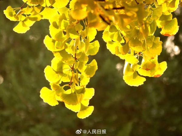 张志平朗诵【落叶】作者/王大生（图5）