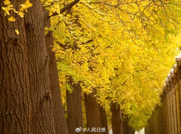 张志平朗诵【落叶】作者/王大生（图6）