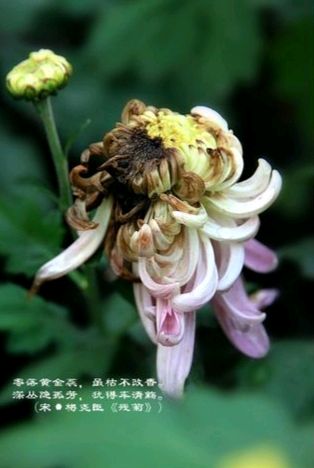 【新山东文学社】《七律.步韵“红楼梦”菊花诗十二首》作者/书香 主播/笑笑（图7）