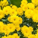 七律·松萝山览胜(文/冯清明)……莲叶之珠文学社(图6)